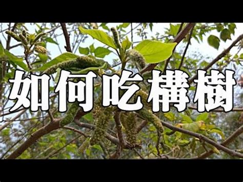 構樹英文|構樹